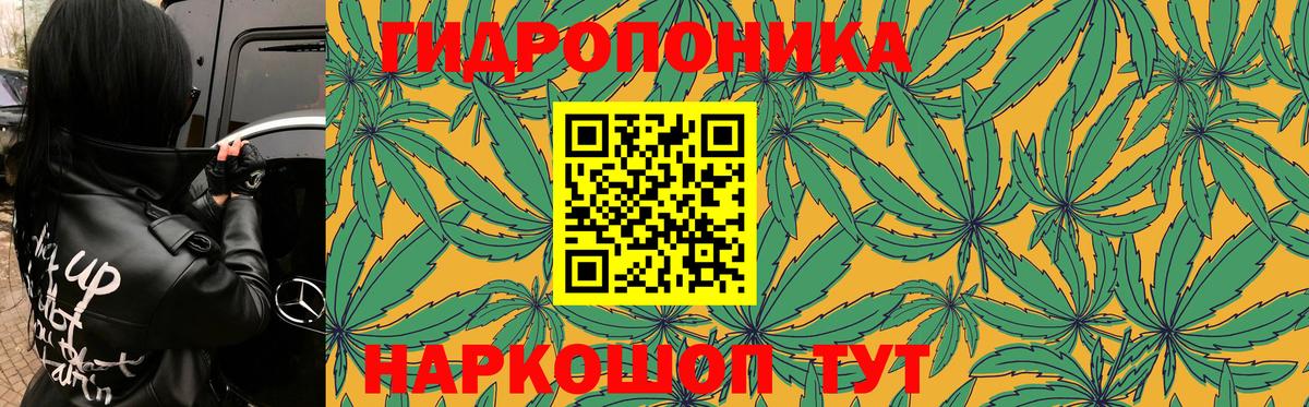 Шишки марихуана OG Kush  Марихуана индика  Удомля  Конопля Amnesia  Шишки марихуана марихуана 